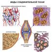 Строение и функции нервной и мышечной тканей