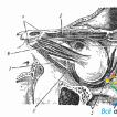 Eye muscles - structure and functions How the eye muscles work