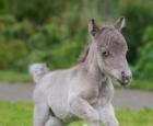 Iespējams, mazākais zirgs pasaulē dzimis Ļeņingradas apgabalā Gulivers uzstāda rekordu