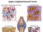 Budowa i funkcje tkanki nerwowej i mięśniowej