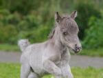 Possibly the smallest horse in the world was born in the Leningrad region Gulliver sets a record