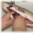 Cara membersihkan ikan gurame : tips ibu rumah tangga, menyiapkan ikan untuk dimasak, resep masakan ikan menarik Cara membersihkan ikan gurame di rumah