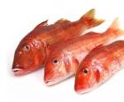 Musta mere punane mullet: kalade kirjeldus ja eelised